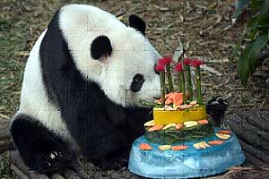 Mengapa Panda Berwarna Hitam dan Putih?