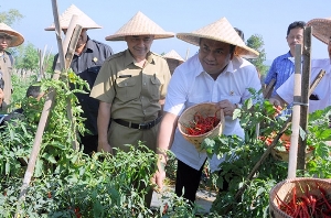 Menteri Perdagangan - Rachmat Gobel (kanan) saat meninjau Sentra Produksi Cabai Perbawati, Kecamatan Salabintana, Sukabumi, Jawa Barat.